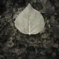 New Leaf on the Old Photograph by Scott Norris New Leaf on the Old Photograph by Scott Norris