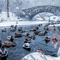 New York City Central Park Winter Ducks by Christopher Arndt