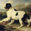 Newfoundland Dog Called Lion by Sir Edwin Landseer Newfoundland Dog Called Lion by Sir Edwin Landseer
