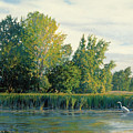 North of the Grade-Great Egret by Bruce Morrison North of the Grade-Great Egret by Bruce Morrison