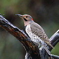 Northern Flicker In Rain Photograph by Daniel Reed Northern Flicker In Rain Photograph by Daniel Reed