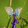 Northern Blue's mating Photograph by Torbjorn Swenelius Northern Blue's mating Photograph by Torbjorn Swenelius