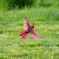 Northern Cardinal in Flight Photograph by Holden The Moment Northern Cardinal in Flight Photograph by Holden The Moment