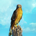 Northern Harrier Hawk Photograph by Mark Andrew Thomas Northern Harrier Hawk Photograph by Mark Andrew Thomas