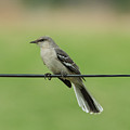 Northern Mockingbird Photograph by Holden The Moment Northern Mockingbird Photograph by Holden The Moment