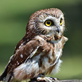 Northern Saw Whet Owl Photograph by Amy Porter Northern Saw Whet Owl Photograph by Amy Porter