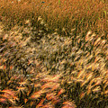 Northern Summer Photograph by Doug Gibbons Northern Summer Photograph by Doug Gibbons