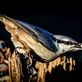 Nuthatch with a nut in the beak Photograph by Torbjorn Swenelius Nuthatch with a nut in the beak Photograph by Torbjorn Swenelius
