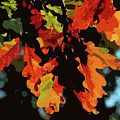 Oak Leaves In Autumn by James Hill Oak Leaves In Autumn by James Hill