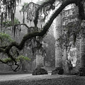 Oak Limb At Old Sheldon Church by Scott Hansen Oak Limb At Old Sheldon Church by Scott Hansen