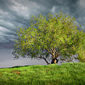 Oak Tree With Tire Swing Photograph by Endre Balogh Oak Tree With Tire Swing Photograph by Endre Balogh