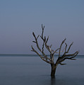 Ocean Tree Photograph by Joe Shrader Ocean Tree Photograph by Joe Shrader