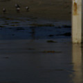 Of The Family Laridae Photograph by Linda Shafer