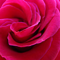 OFFICE ART ROSE SPIRAL Art Pink Roses Flowers Giclee Prints Baslee Troutman by Patti Baslee OFFICE ART ROSE SPIRAL Art Pink Roses Flowers Giclee Prints Baslee Troutman by Patti Baslee