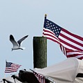 Old Glory and Gull Photograph by Linda Stern Old Glory and Gull Photograph by Linda Stern