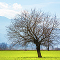 Old Tree Photograph by Pavel Melnikov Old Tree Photograph by Pavel Melnikov