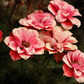 Old Victorian Fuchsia Pink Rose by Colleen Cornelius Old Victorian Fuchsia Pink Rose by Colleen Cornelius