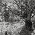 Old Willow Photograph by Mark Mille Old Willow Photograph by Mark Mille