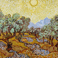 Olive Trees by Vincent van Gogh Olive Trees by Vincent van Gogh
