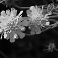 On Pins and Needles a Black and White Photograph of Pincushion Flowers by Colleen Cornelius On Pins and Needles a Black and White Photograph of Pincushion Flowers by Colleen Cornelius