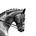 On The Bit - Dressage Series by Michelle Wrighton