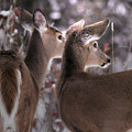 On The Look Out by Loni Collins