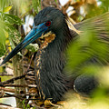 On The Nest Photograph by Christopher Holmes On The Nest Photograph by Christopher Holmes