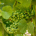 On the Vine Photograph by Derek Dean On the Vine Photograph by Derek Dean