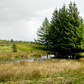 On the Woodland edge Photograph by Elena Perelman On the Woodland edge Photograph by Elena Perelman