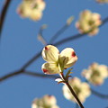 One Dogwood Blooms by Laura Brightwood