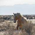 One Ear Stallion by Nicole Markmann Nelson One Ear Stallion by Nicole Markmann Nelson