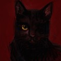 One-eyed cat by Stella Violano