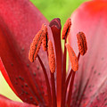 One flower wish for prosperity. Photograph by Elena Perelman One flower wish for prosperity. Photograph by Elena Perelman