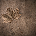 One Leaf December 1st Photograph by Scott Norris One Leaf December 1st Photograph by Scott Norris