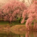 One Spring Day - Holmdel Park by Angie Tirado One Spring Day - Holmdel Park by Angie Tirado