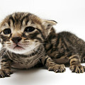 One Week Old Kittens by Yedidya yos mizrachi One Week Old Kittens by Yedidya yos mizrachi