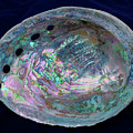 Opalescent Abalone Seashell on Blue Velvet Photograph by Kathy Anselmo Opalescent Abalone Seashell on Blue Velvet Photograph by Kathy Anselmo