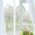 Open Country Window by Amanda Elwell Open Country Window by Amanda Elwell