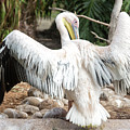 Pelican With Open Wings by Iris Richardson