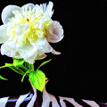 Opened Peony by Garry Gay Opened Peony by Garry Gay