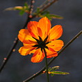 Orange Cosmo Photograph by Susie Rieple Orange Cosmo Photograph by Susie Rieple