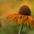 Orange Crush Photograph by Ann Bridges Orange Crush Photograph by Ann Bridges