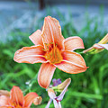 Orange Daylily Photograph by D K Wall Orange Daylily Photograph by D K Wall