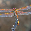 Dragonfly 3 Photograph by Christy Garavetto Dragonfly 3 Photograph by Christy Garavetto