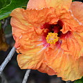 Orange Hibiscus with Ruffled Petals Photograph by Amy Fose Orange Hibiscus with Ruffled Petals Photograph by Amy Fose