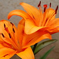 Orange Lilies 2 Photograph by Amy Fose Orange Lilies 2 Photograph by Amy Fose