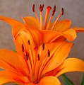 Orange Lilies 3 Photograph by Amy Fose Orange Lilies 3 Photograph by Amy Fose