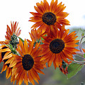 Orange Sunflower 1 Photograph by Amy Fose Orange Sunflower 1 Photograph by Amy Fose