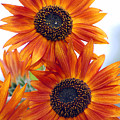 Orange Sunflower 2 Photograph by Amy Fose Orange Sunflower 2 Photograph by Amy Fose