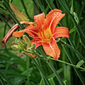 Orange Tiger Lily Portrait Photograph by Gwen Gibson Orange Tiger Lily Portrait Photograph by Gwen Gibson
